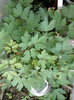 dicentra-vechea mea dragoste...