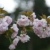 kew-gardens-poza-17-71814x75