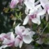 magnolia-dintr-o-poveste-43562x75