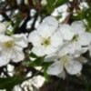 photos-poza-3-39699x75