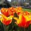 smells-like-spring-poza-8-42631x75