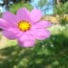splendoare-violet-39731x75