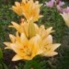 crinii-nostri-poza-18-37776x75