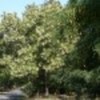 hohot-de-frunze-39242x75