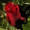 trandafir-38424x75