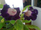 tigrina blue