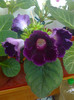 viola