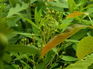 DSCN8267