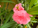 DSCN8279