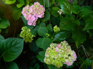 DSCN8287