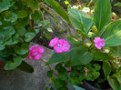 DSCN8290