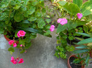 DSCN8291