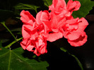 DSCN8317