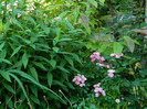 DSCN8341