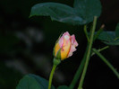 DSCN8342