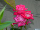 DSCN8344