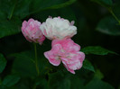 DSCN8349