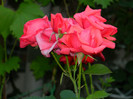 DSCN8350