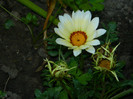DSCN8358