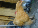DSC02740