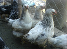 DSC02750