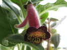 Kohleria Second Thoughts