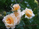 Marjorie Marshall