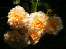 Marjorie Marshall
