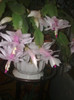 schlumbergera