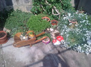 colt din gradina