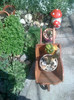 colt din gradina