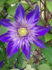 clematis