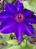 clematis