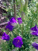 campanula