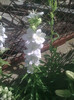 campanula persicifolia