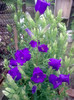 campanula
