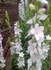 campanula