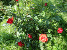 DSC03431