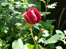 DSC03432