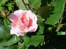 DSC03434