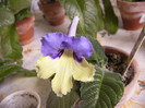 Harlequin blue