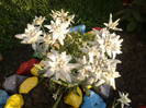 Floarea de colt-Leontopodium alpinum