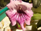 DS Misthica