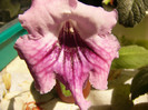 DS Misthica