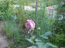 Mamie Blue