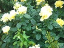 DSC00920