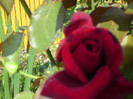 DSC00929