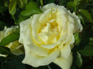 DSC00932