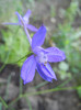 Forking Larkspur (2012, June 10)