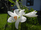 Madonna Lily (2012, June 10)